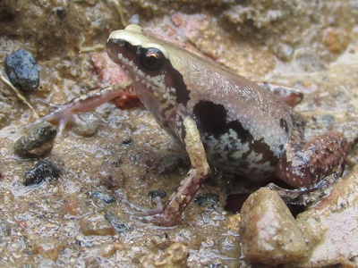 Inornate Froglet