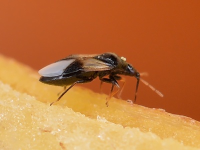 Insidious Flower Bug