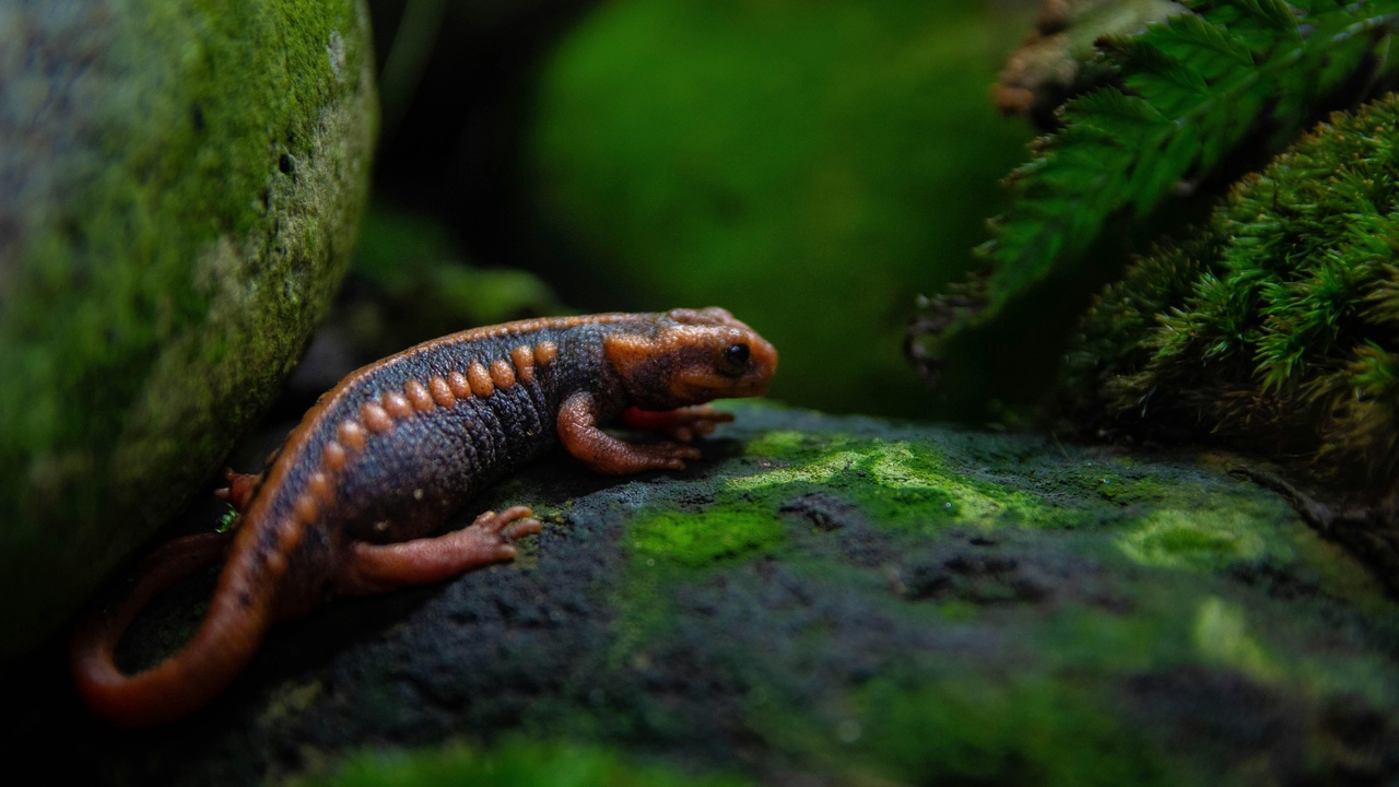 Korean salamander and forest insect biodiversity