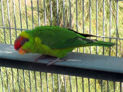 Iris Lorikeet