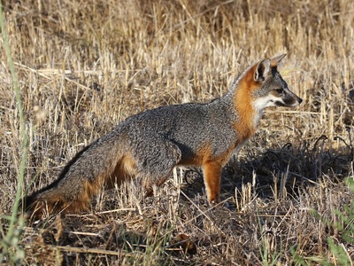 Island Fox