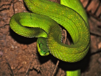 Island Pit Viper