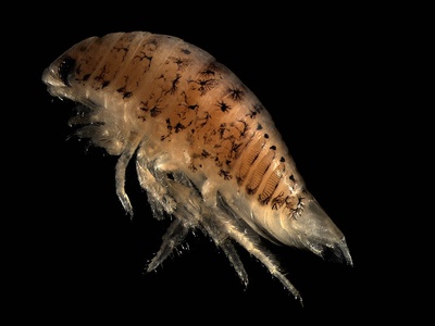 Isopod (marine)