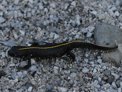 Italian Crested Newt
