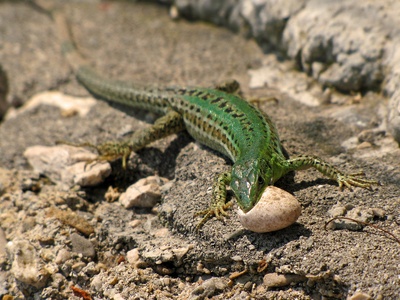 Italian wall lizard