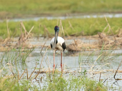 Jabiru
