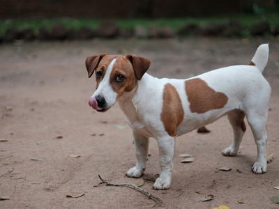 Jack Russell Terrier