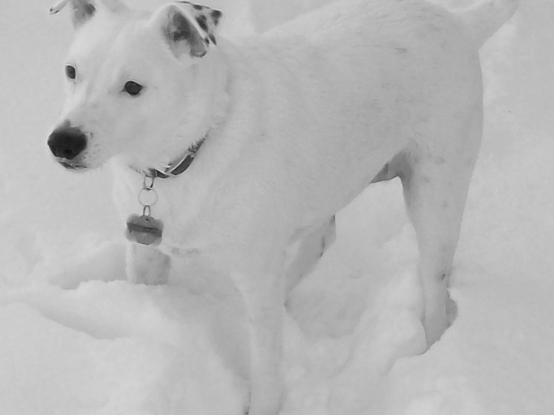 The Complete List of Racing Dog Breeds - Flora Fauna Fun