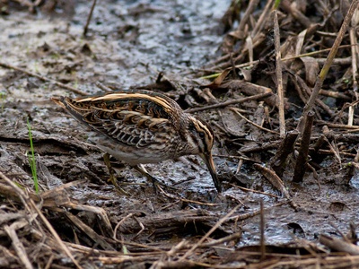 Jack Snipe