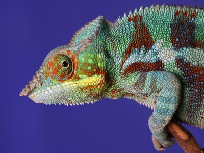 Jackson's Chameleon
