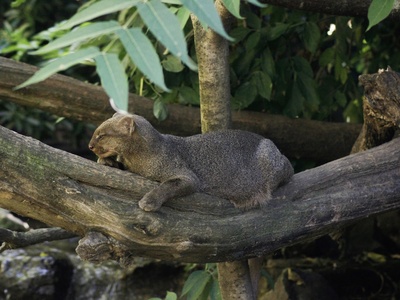 Jaguarundi