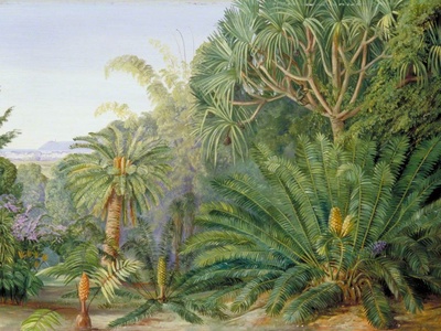Jamaican Cycad