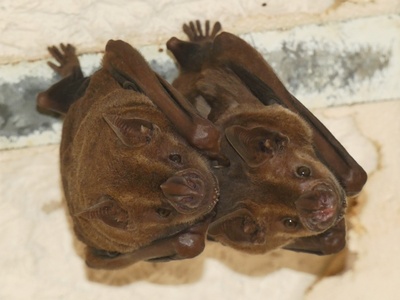 Jamaican Fruit Bat