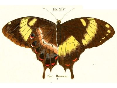 Jamaican Giant Swallowtail