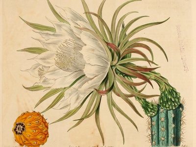 Jamaican Harrisia Cactus