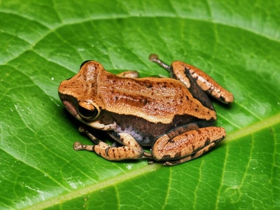 Jamaican Peak Frog