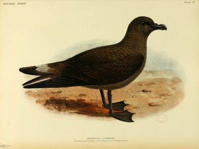 Jamaican Petrel