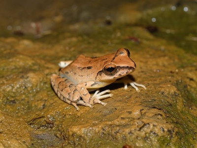 Jamaican Rock Frog