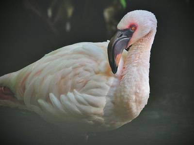 James's flamingo