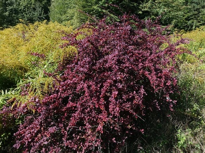 Japanese Barberry