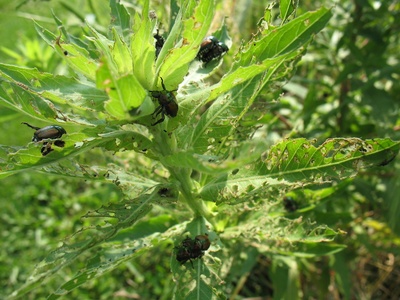Japanese Beetle