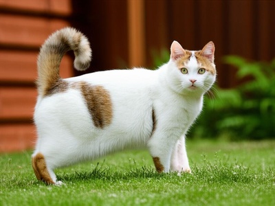 Japanese Bobtail