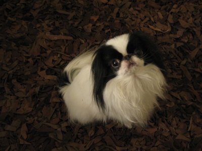 Japanese Chin