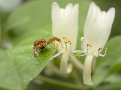 Japanese honeysuckle