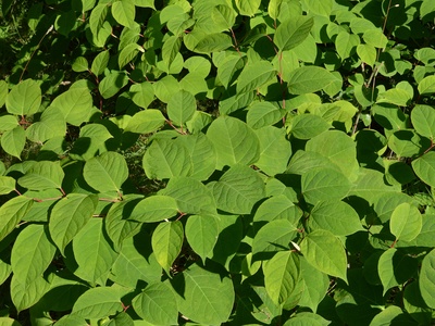 Japanese knotweed