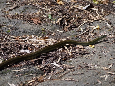 Japanese rat snake