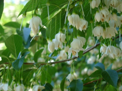 Japanese snowbell