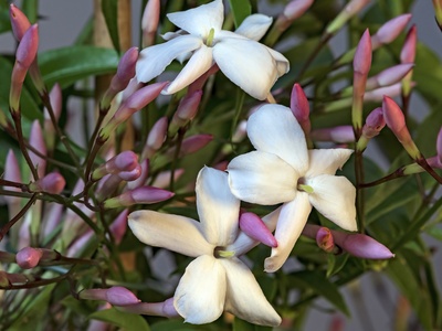 Jasmine