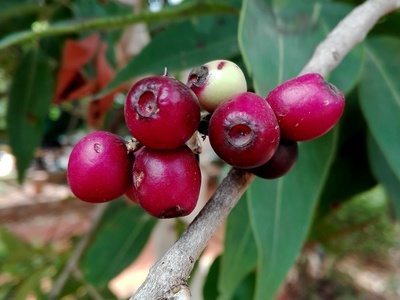 Java plum (Jambolan)