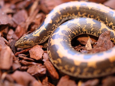 Javelin Sand Boa