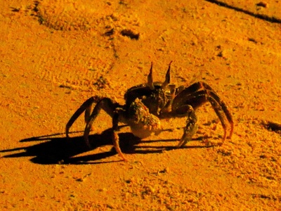 Jebel Marra Scorpion