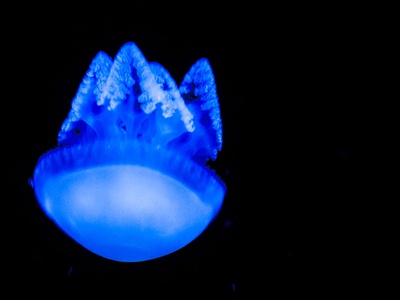 Jellyfish
