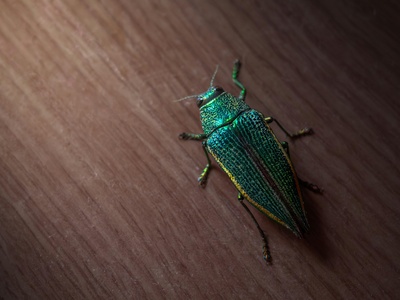 Jewel Beetle