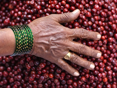 Jujube (Indian)