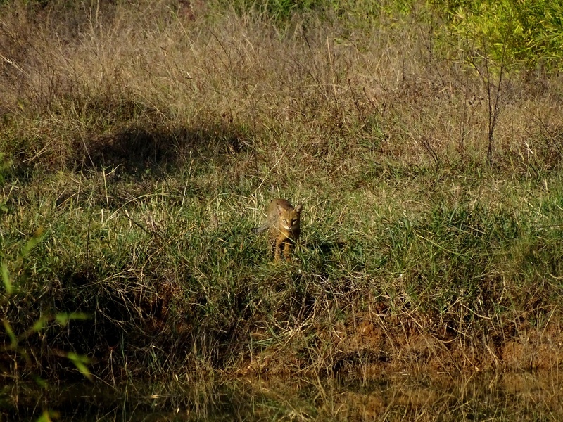 The Complete List of Mammals of Iraq - Flora Fauna Fun