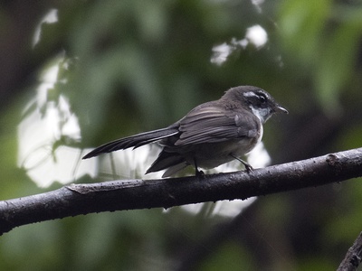 Kadavu Fantail
