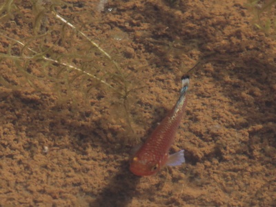 Kafue Killifish