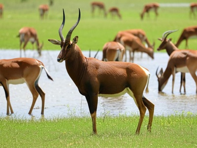 Kafue lechwe (endemic subspecies)