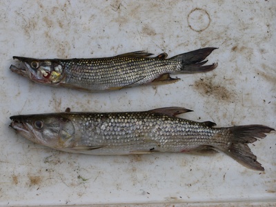 Kafue Pike