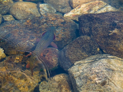 Kaiser's Spotted Newt