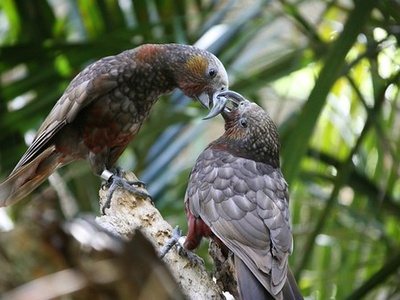 Kākā
