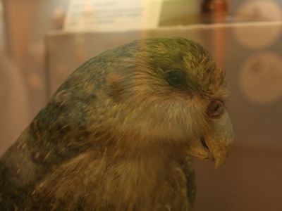Kakapo
