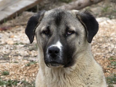 Kangal