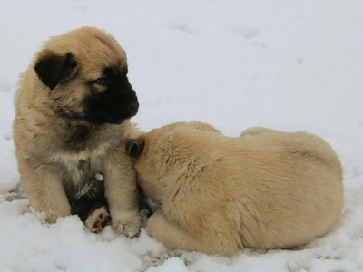 Kangal