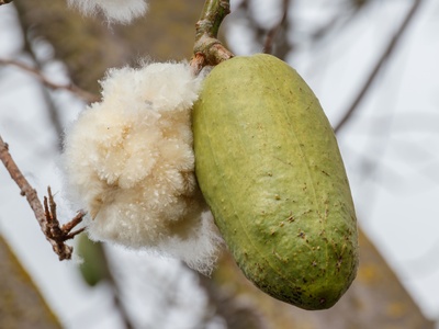 Kapok (Ceiba)