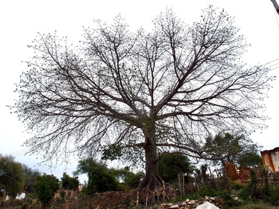 Kapok Tree